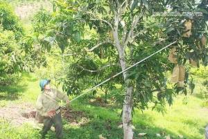 Đảng bộ xã Chiềng Hặc: Phát triển kinh tế gắn với khai thác tiềm năng theo hướng bền vững