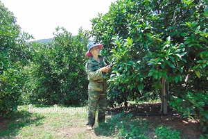 Nhiều hộ nông dân sản xuất, kinh doanh giỏi     