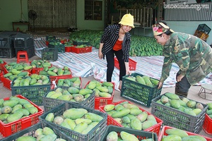 Yên Châu: Tiêu thụ và xuất khẩu 280 tấn xoài