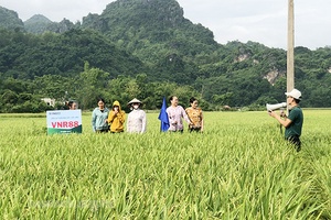 Phù Yên: Hội thảo đánh giá mô hình sản xuất giống lúa J01 và VNR8