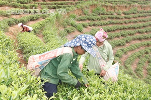 Cây chè ở bản Lùa