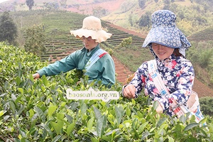 Phụ nữ Thuận Châu giúp nhau phát triển kinh tế              