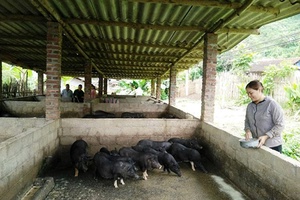 Cần có chính sách hỗ trợ cụ thể cho tái đàn lợn