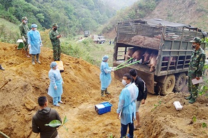 Bộ đội Biên phòng Sơn La: Bắt giữ 3 xe ôtô vận chuyển trái phép lợn qua biên giới