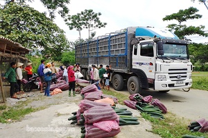 HTX Nông nghiệp hữu cơ Vân Hồ: Thu mua trên 300 tấn bí xanh cho nông dân