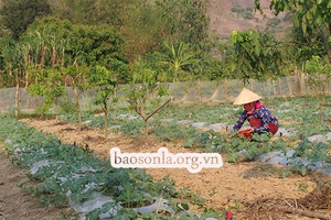 Giúp hội viên nông dân phát triển kinh tế            