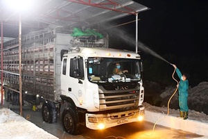 Từ ngày 12/6, cho phép nhập khẩu lợn sống từ Thái Lan