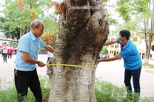 Phòng, tránh nguy cơ gẫy đổ cây xanh trong trường học