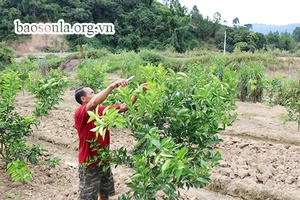 Nông dân Dồm Cang giúp nhau phát triển kinh tế