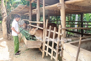 Người dân Noong Lay xây dựng chuồng trại chăn nuôi hợp lý      