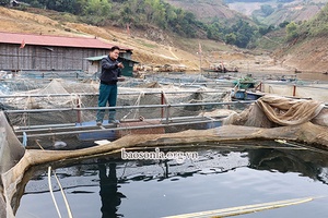 Hỗ trợ hội viên nông dân phát triển sản xuất      