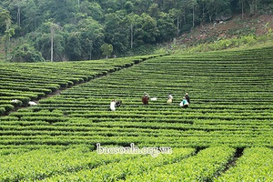 Những “ngọn lửa hồng” ở Nậm Giắt