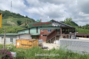 "Vua mận" trên cao nguyên Mộc Châu