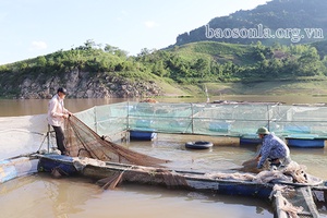 Phát triển nghề nuôi cá lồng ở Phù Yên