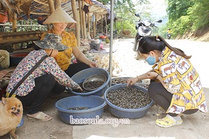 Ốc suối Phù Yên