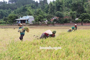 Khẩn trương thu hoạch lúa xuân              