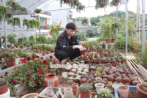 Độc đáo thú chơi sen đá               