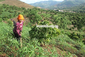 Chi bộ bản Huổi Khoong lãnh đạo nhân dân phát triển kinh tế    