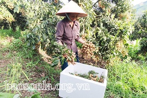 Phát huy vai trò lãnh đạo toàn diện của Đảng bộ