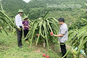 Thuận Châu: Xuất khẩu 2 tấn thanh long ruột đỏ sang thị trường Nga