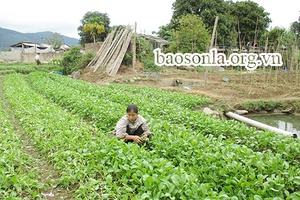 Kim Tân làm theo lời Bác