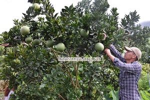 Những người nông dân Mộc Châu làm giàu trên quê hương