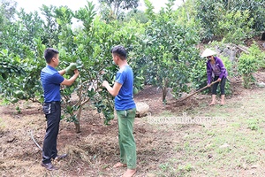 Những thanh niên liên kết tìm đầu ra cho nông sản