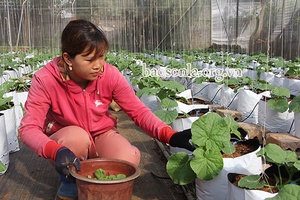 Phụ nữ Mộc Châu giúp nhau làm giàu