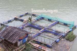 Hội Nông dân huyện Vân Hồ: Hỗ trợ hội viên phát triển kinh tế  