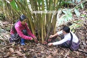 Chiềng Muôn nỗ lực thoát nghèo            