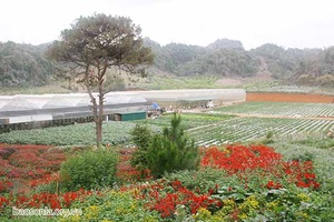 Đảng bộ Đông Sang lãnh đạo phát triển kinh tế
