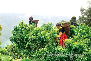 Thêm lực cho đồng bào dân tộc thiểu số