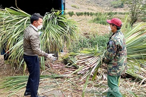 Đoàn kết, nghĩa tình trong tâm dịch ở bản Phiêng Hịnh