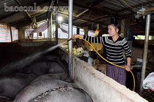 Năng động phát triển kinh tế