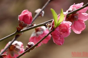 Lịch nghỉ Tết Nguyên đán 2022 từ ngày 31/1 đến hết ngày 4/2/2022