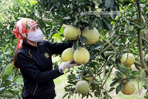 Mộc Châu thực hiện tốt các chính sách dân tộc