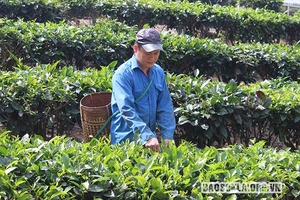 Giúp nông dân phát triển kinh tế