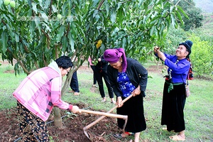 "Mưa vàng" giải hạn cho hàng nghìn ha cây trồng