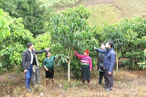 Bắc Yên phát triển cây ăn quả có thế mạnh