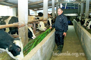 Làm giàu từ chăn nuôi đại gia súc