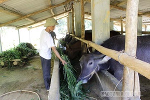 Chiềng Công phòng, chống đói, rét cho đàn gia súc