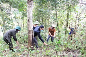Thêm sinh kế cho người dân giữ rừng