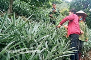 Mô hình trồng dứa nguyên liệu cho nhà máy chế biến