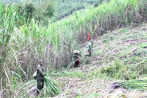 Mùa mía ngọt