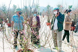 Thị trường hoa đào ngày cận Tết