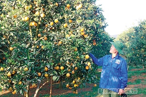 Sơn La bốn mùa hoa trái