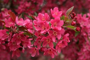 Lời hẹn của lịch sử