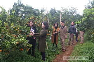 Nhân rộng các mô hình nông nghiệp hữu cơ hiệu quả
