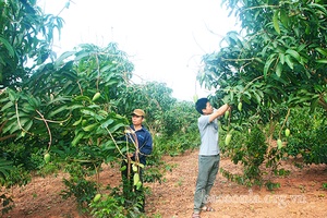 Xuân về bản tái định cư Bó Phúc