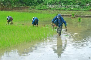 Khẩn trương sản xuất vụ xuân